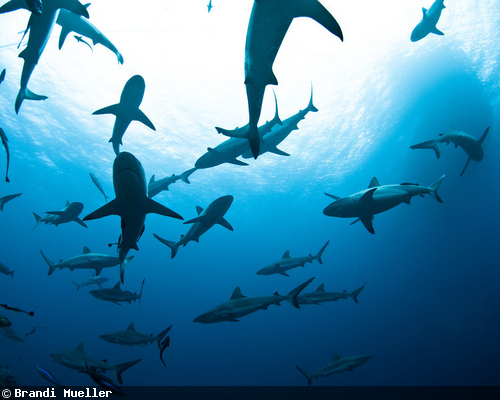 Media Framing of Predatory Sharks: the Good, the Bad, and the Evil ...